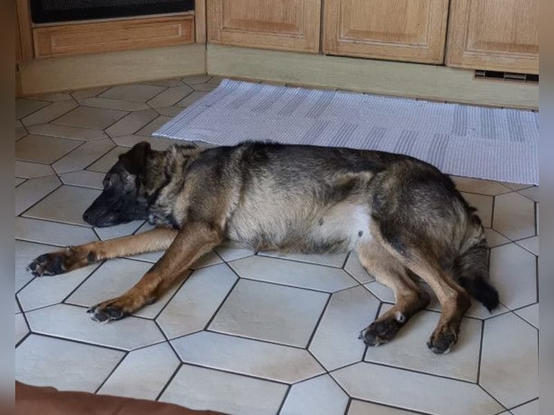 Saga ❤️ wartet in 88161 Lindenberg