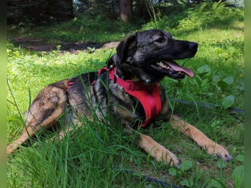 Saga ❤️ wartet in 88161 Lindenberg