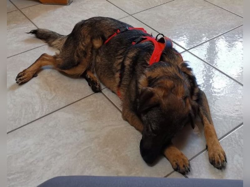 Saga ❤️ wartet in 88161 Lindenberg