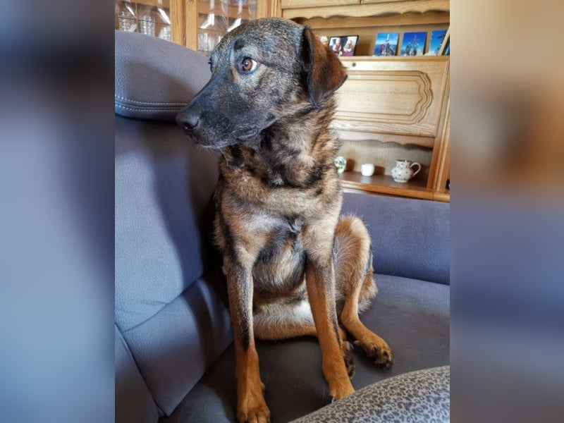 Saga ❤️ wartet in 88161 Lindenberg