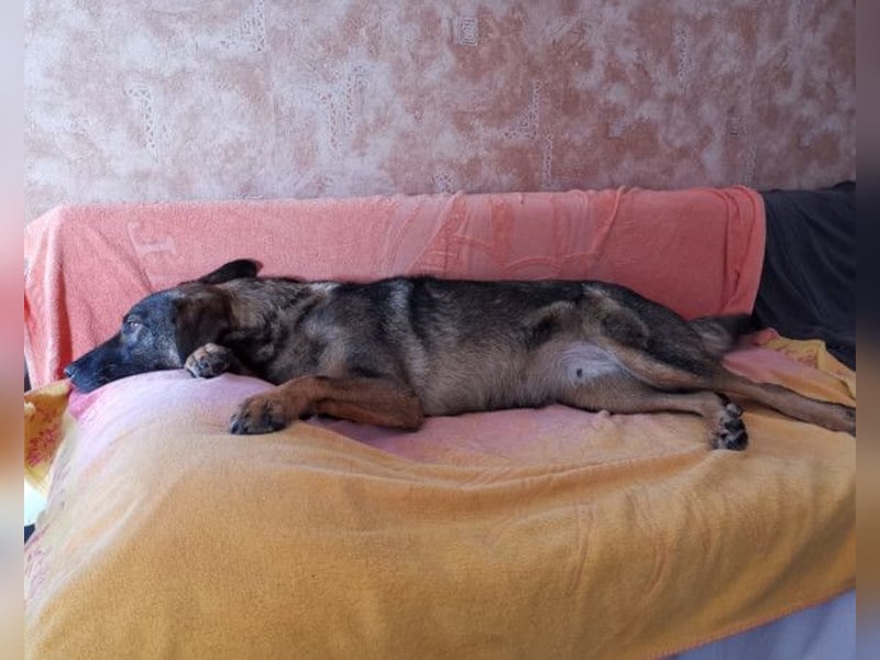 Saga ❤️ wartet in 88161 Lindenberg