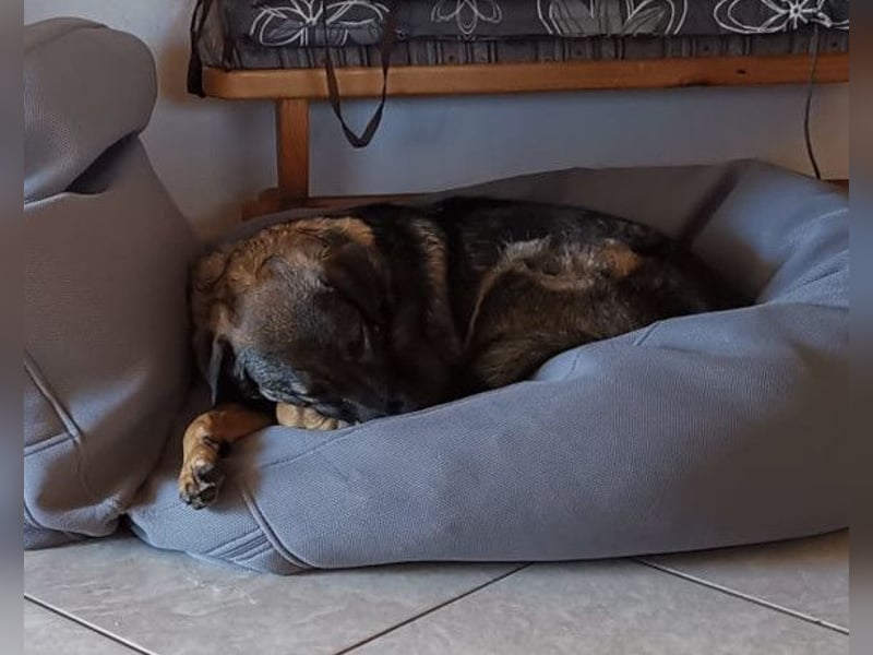 Saga ❤️ wartet in 88161 Lindenberg