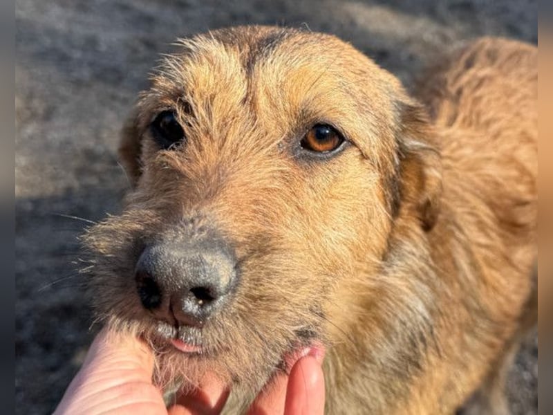Peaches ❤️ super lieb, süß & verspielt!