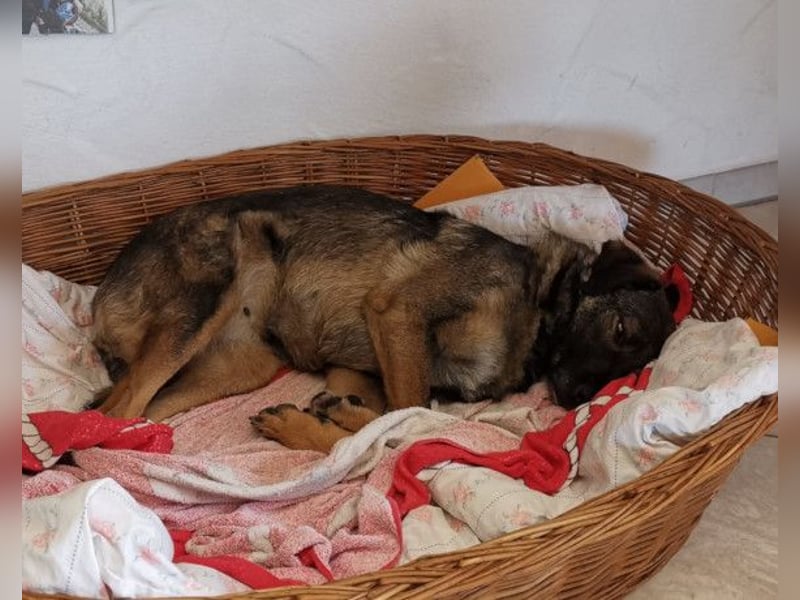 Saga ❤️ wartet in 88161 Lindenberg