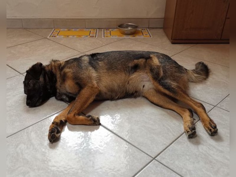 Saga ❤️ wartet in 88161 Lindenberg