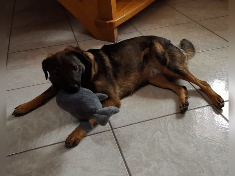 Saga ❤️ wartet in 88161 Lindenberg