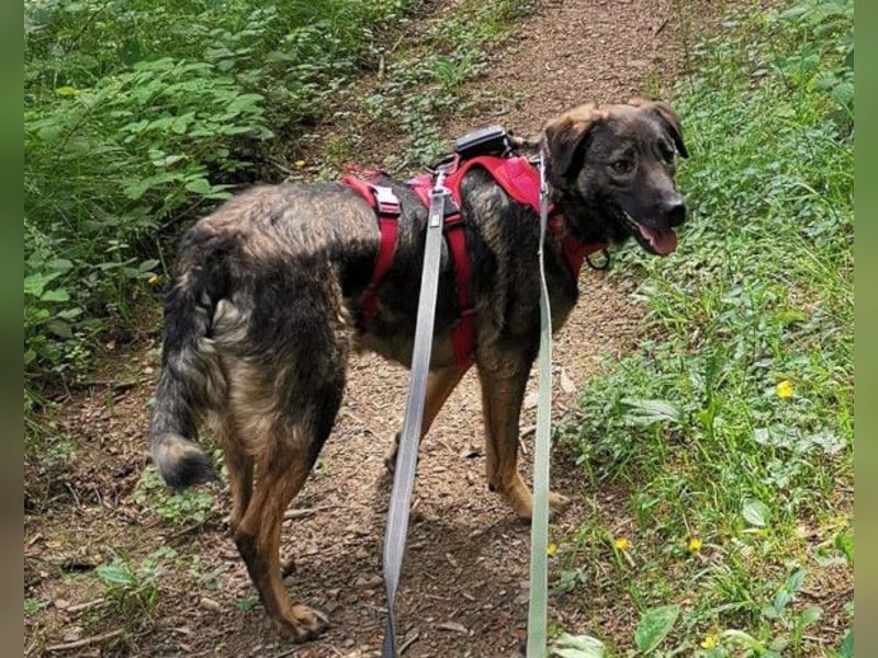 Saga ❤️ wartet in 88161 Lindenberg