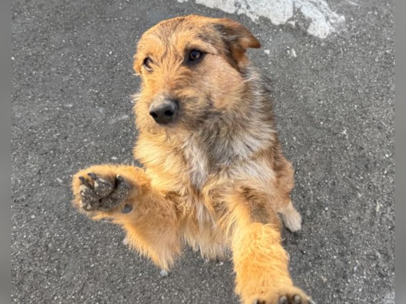 Peaches ❤️ super lieb, süß & verspielt!