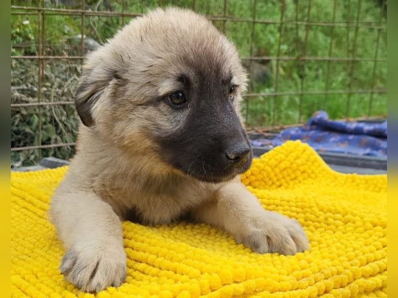 Suki ❤️ Süßes + liebes Welpenmädchen!