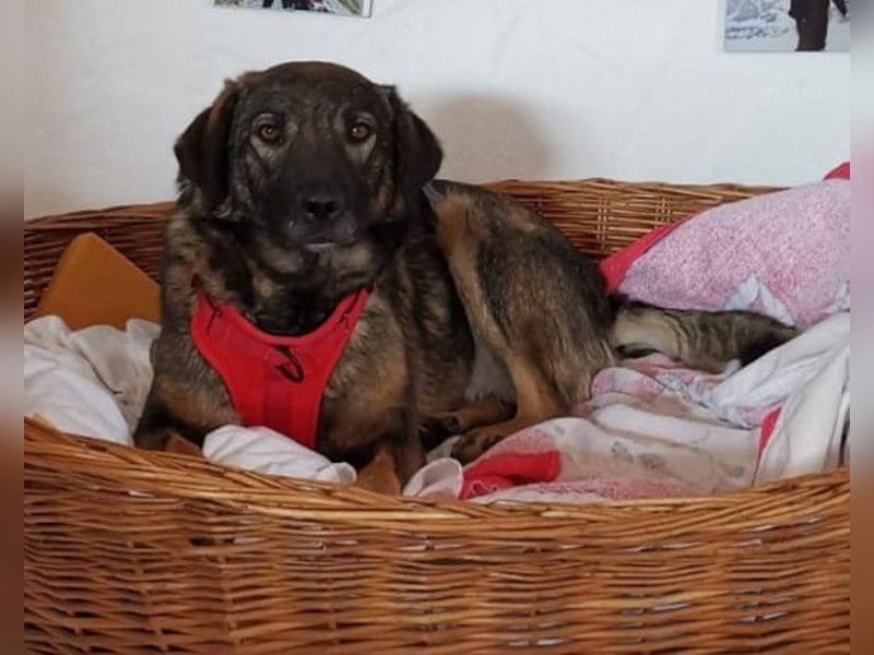 Saga ❤️ wartet in 88161 Lindenberg