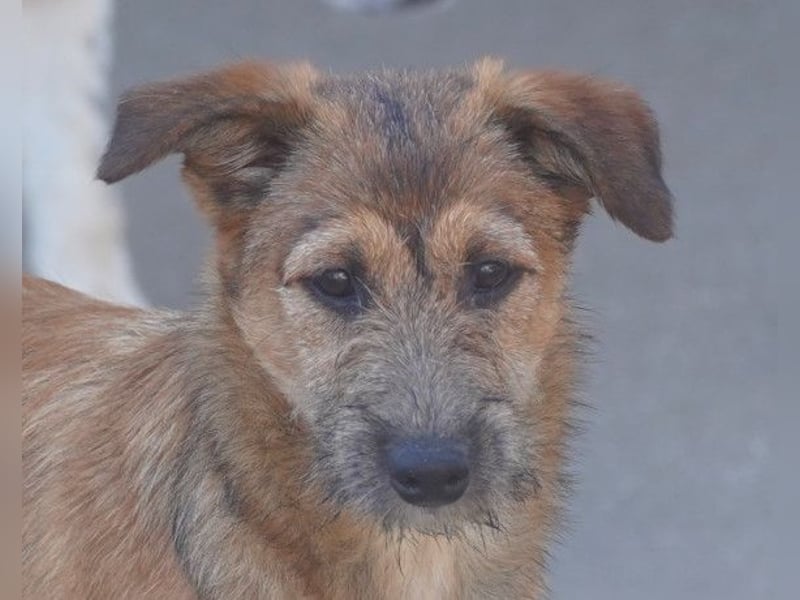Peaches ❤️ super lieb, süß & verspielt!