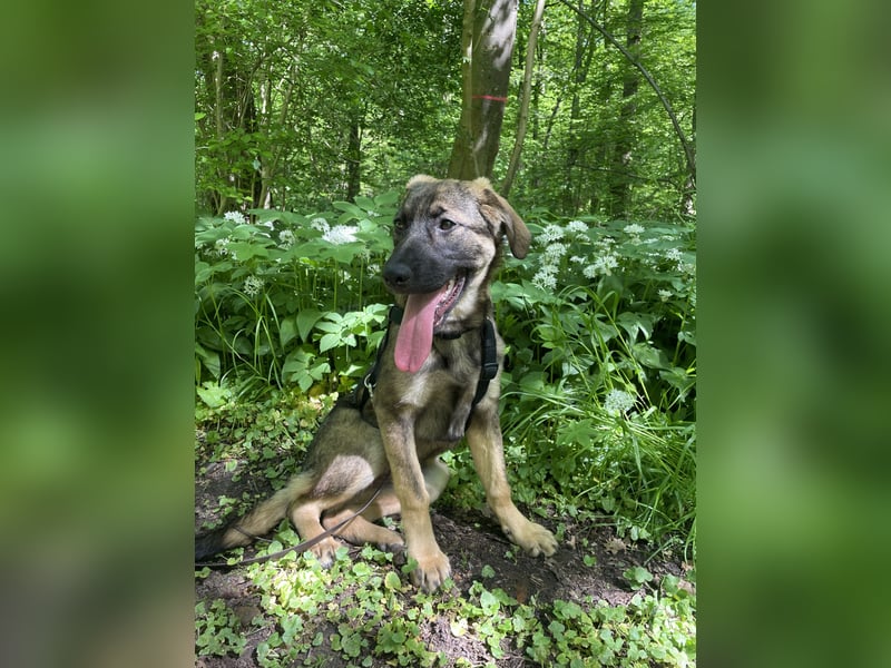 Ronja – ein Herz auf vier Pfoten sucht ihr Für-immer-Zuhause
