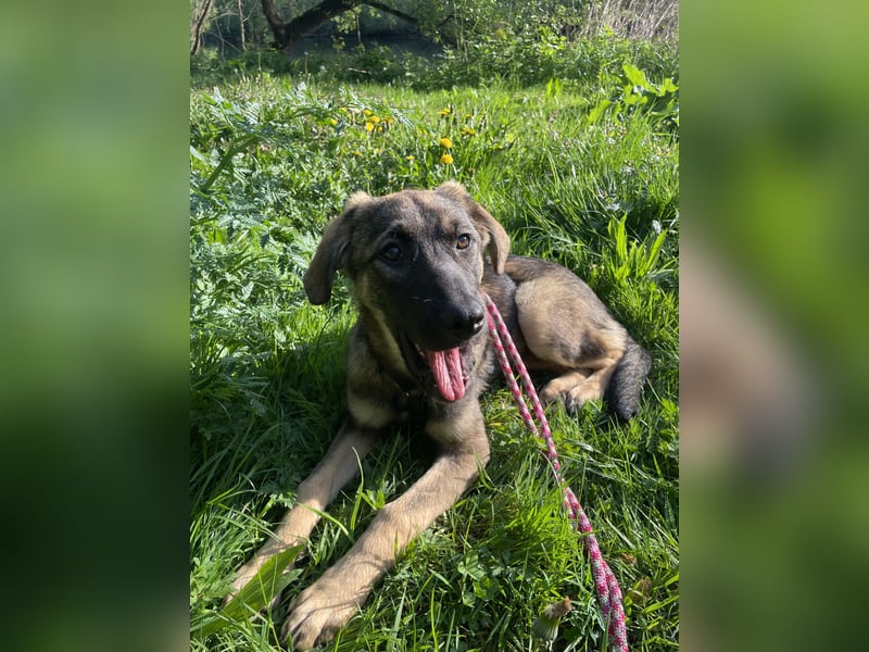 Ronja – ein Herz auf vier Pfoten sucht ihr Für-immer-Zuhause