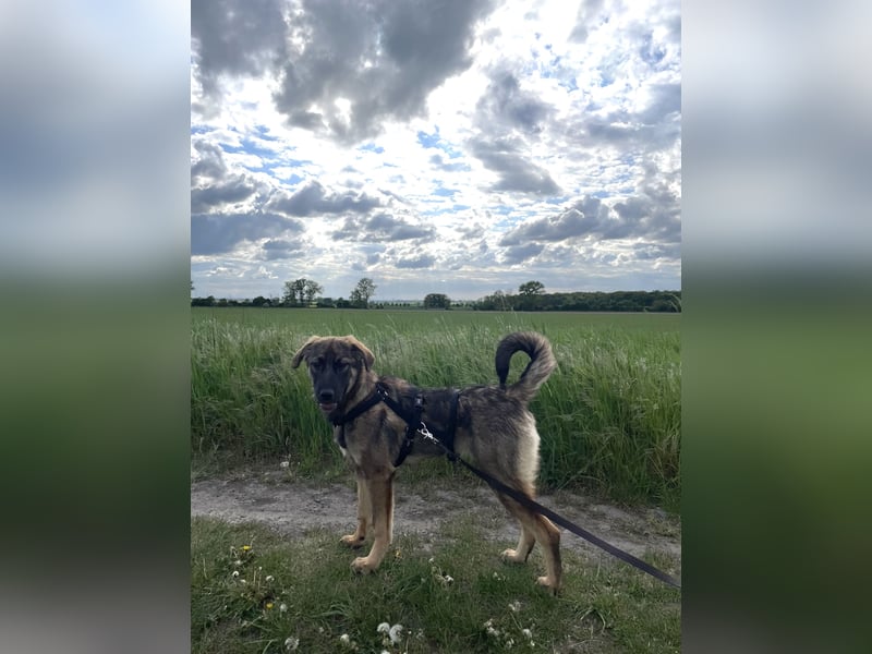 Ronja – ein Herz auf vier Pfoten sucht ihr Für-immer-Zuhause