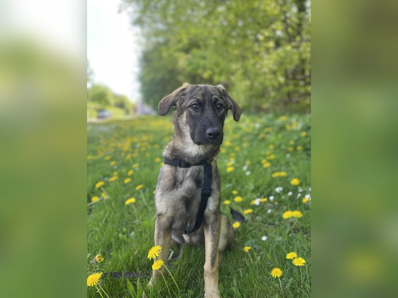 Ronja – ein Herz auf vier Pfoten sucht ihr Für-immer-Zuhause