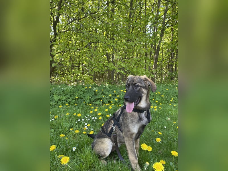 Ronja – ein Herz auf vier Pfoten sucht ihr Für-immer-Zuhause