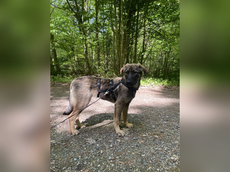 Ronja – ein Herz auf vier Pfoten sucht ihr Für-immer-Zuhause