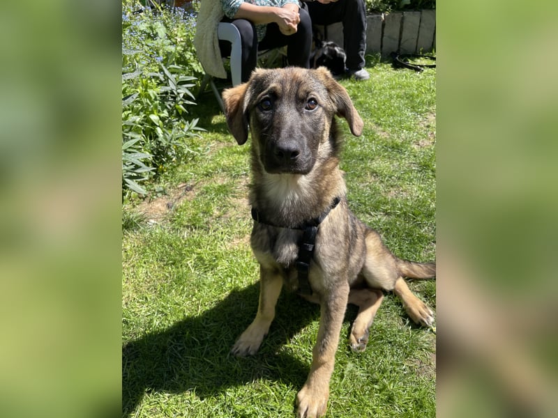 Ronja – ein Herz auf vier Pfoten sucht ihr Für-immer-Zuhause