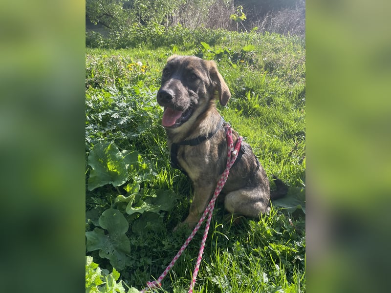 Ronja – ein Herz auf vier Pfoten sucht ihr Für-immer-Zuhause