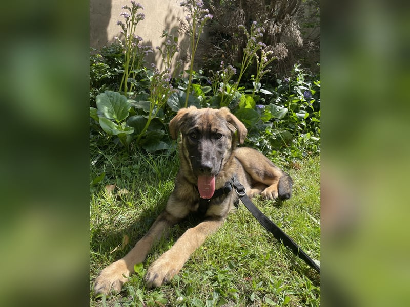 Ronja – ein Herz auf vier Pfoten sucht ihr Für-immer-Zuhause