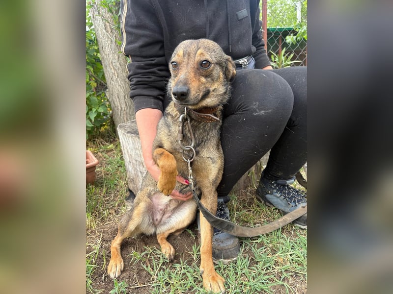 Herzenshund Poppy sucht eine Familie!