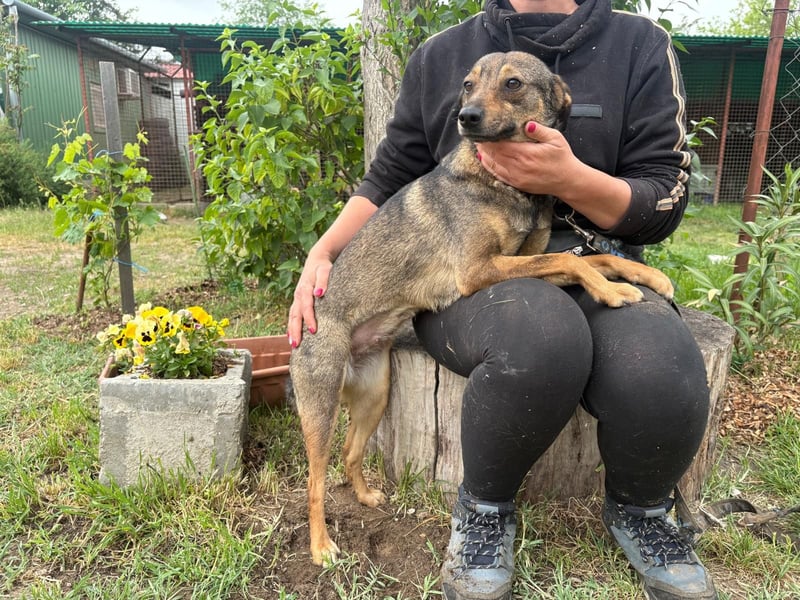 Herzenshund Poppy sucht eine Familie!