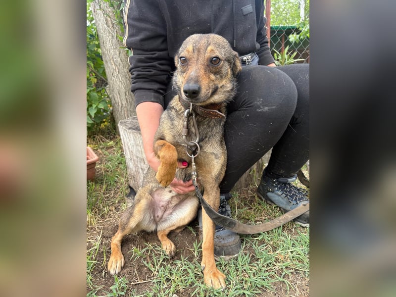 Herzenshund Poppy sucht eine Familie!