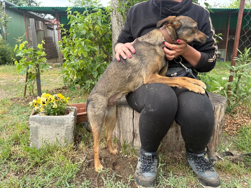 Herzenshund Poppy sucht eine Familie!