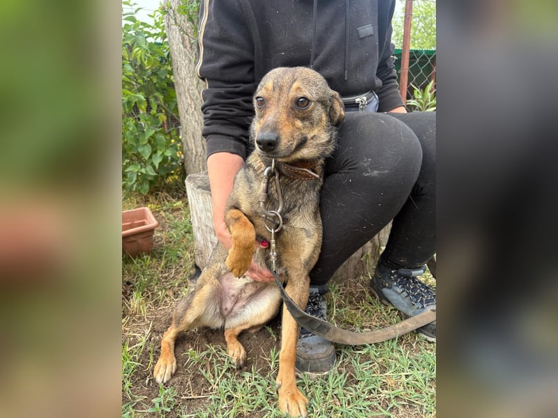 Herzenshund Poppy sucht eine Familie!