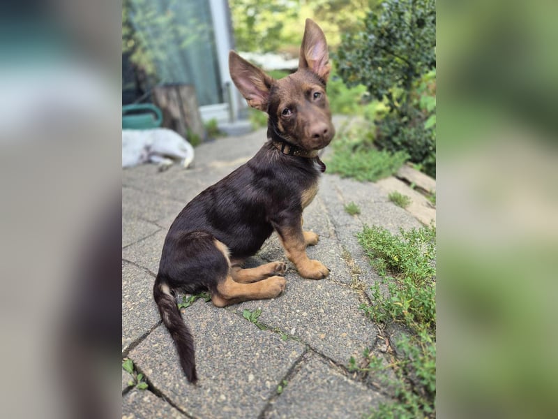 Kleine Ulda in 53783 Eitorf sucht eine Familie