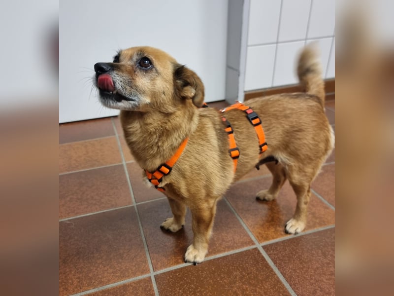 Kleine liebe Hündin Mollie