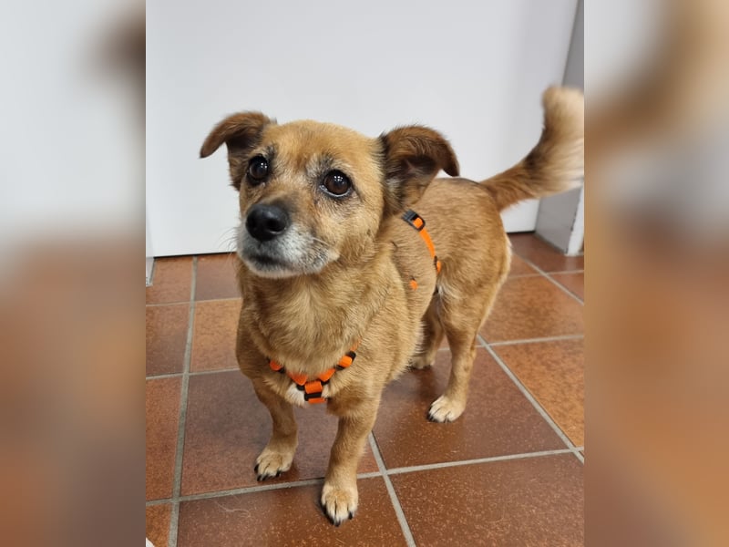 Kleine liebe Hündin Mollie