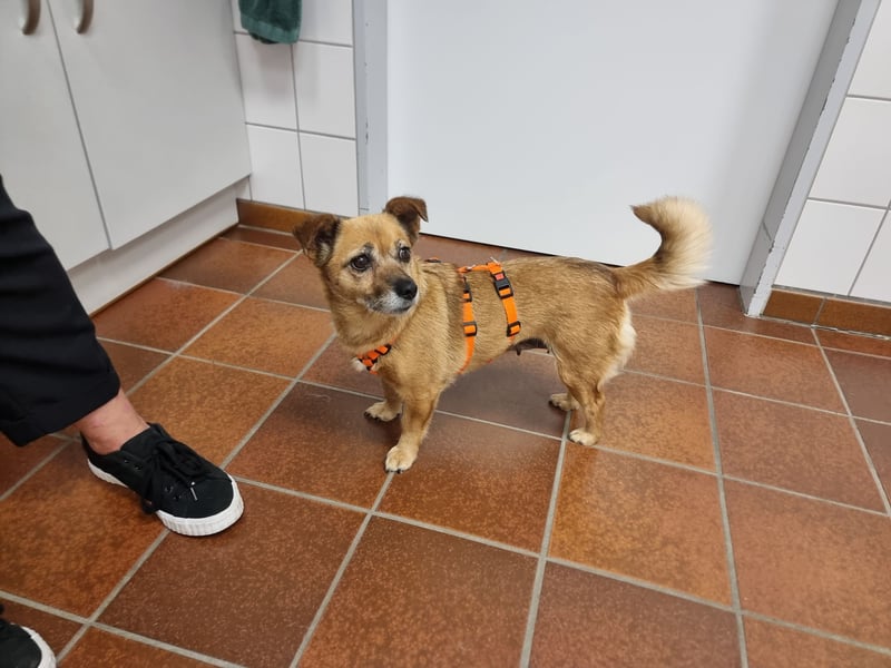 Kleine liebe Hündin Mollie