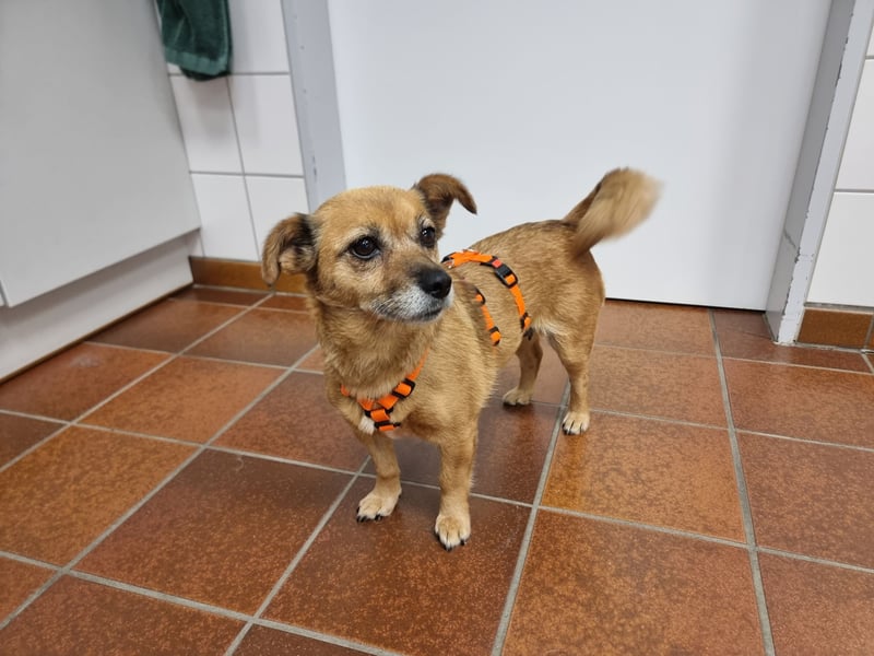 Kleine liebe Hündin Mollie