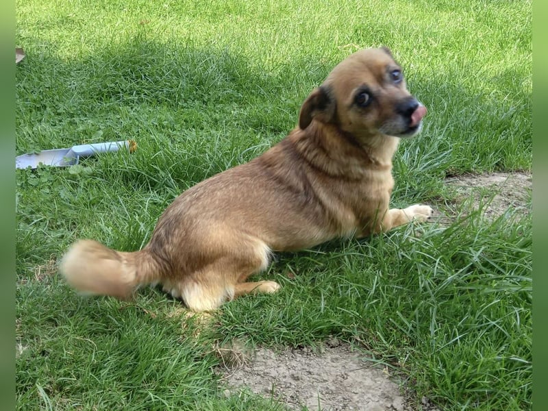 Kleine liebe Hündin Mollie