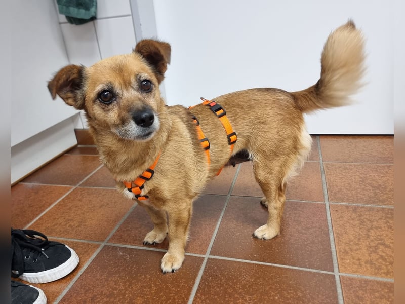 Kleine liebe Hündin Mollie