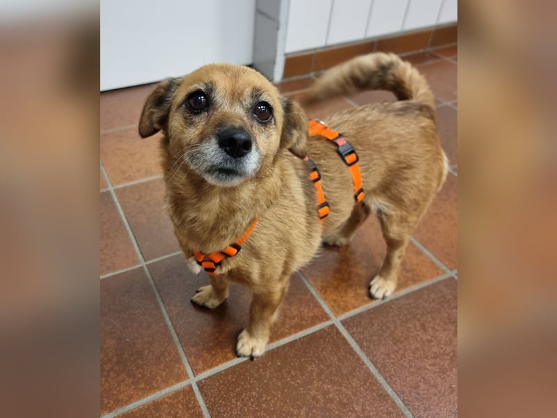 Kleine liebe Hündin Mollie