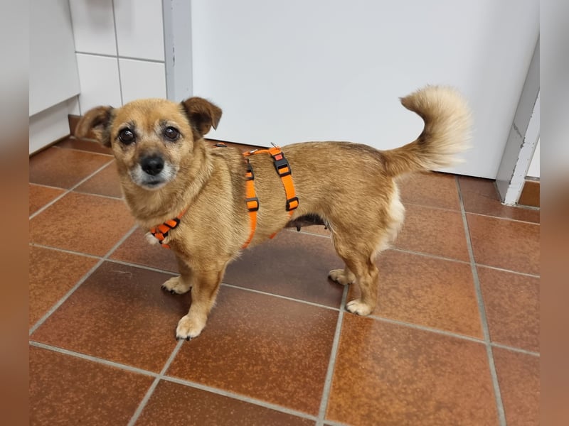 Kleine liebe Hündin Mollie