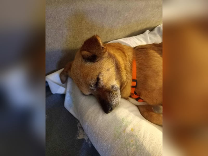 Kleine liebe Hündin Mollie