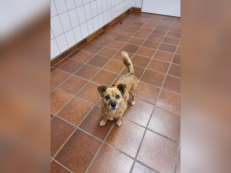Kleine liebe Hündin Mollie