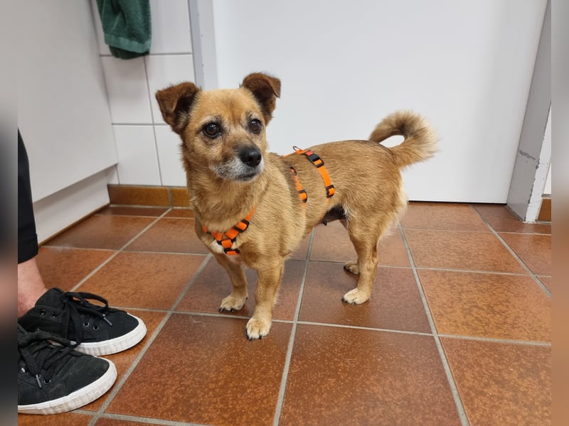 Kleine liebe Hündin Mollie