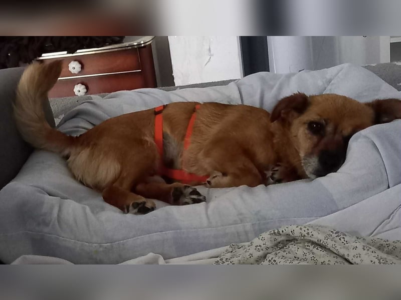Kleine liebe Hündin Mollie