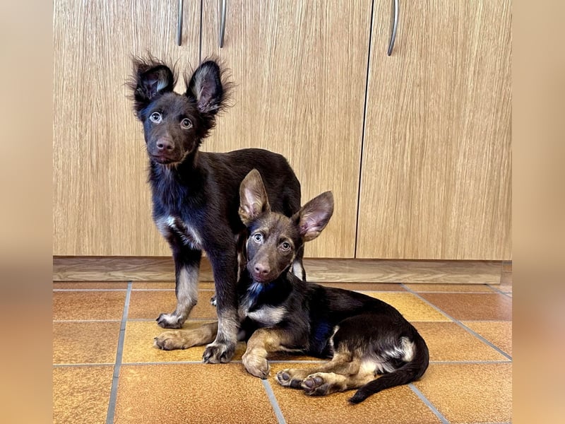 Kleine Ulda in 53783 Eitorf sucht eine Familie