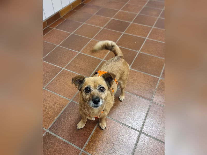 Kleine liebe Hündin Mollie