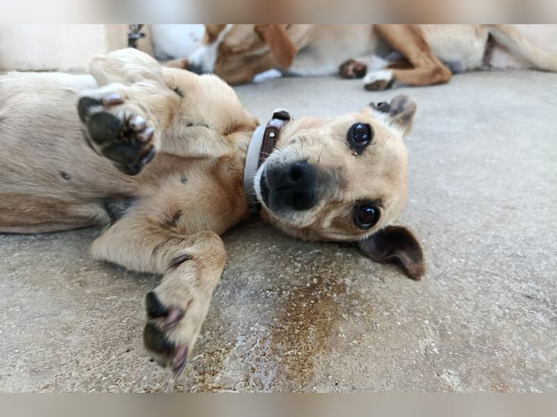 Hera (PA) kleiner Schatz mit viel Herz