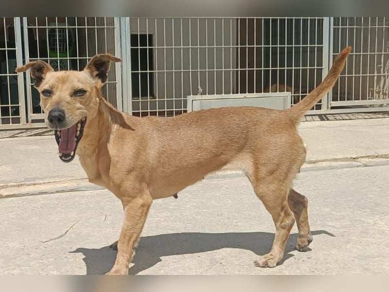 Hera (PA) kleiner Schatz mit viel Herz
