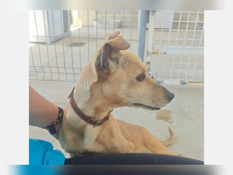 Hera (PA) kleiner Schatz mit viel Herz