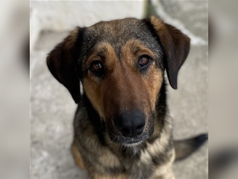 Rhea, geb. ca. 11/2021, lebt in GRIECHENLAND, auf einer privaten Pflegestelle