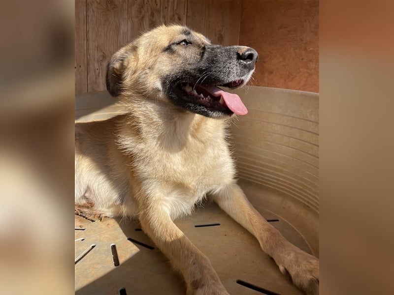 Iza, geb. ca. 11/2020, lebt in GRIECHENLAND, auf einem Gelände, auf dem die Hunde notdürftig versorg