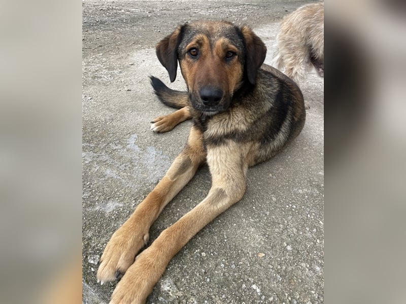 Rhea, geb. ca. 11/2021, lebt in GRIECHENLAND, auf einer privaten Pflegestelle